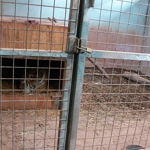 Tiger exhibit at South Lakes WAP 24/11/12
