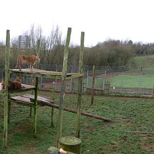 Lion exhibit at South Lakes WAP 24/11/12