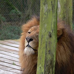 Lion at South Lakes WAP 24/11/12