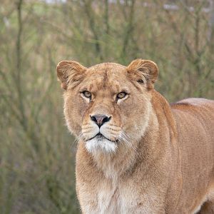 African Lion at South Lakes WAP 24/11/12