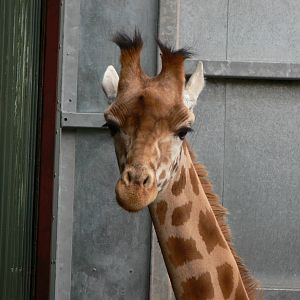 Kordofan Giraffe at South Lakes WAP 24/11/12