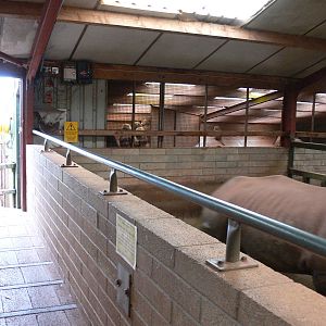 Rhino stalls and Baboon exhibit at South Lakes WAP 24/11/12