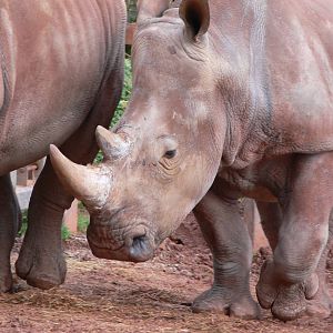 Southern White Rhino at South Lakes WAP 24/11/12