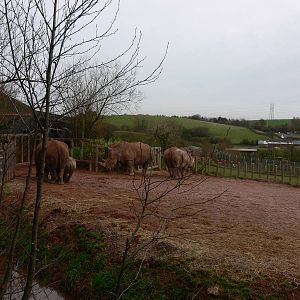 Rhino yard at South Lakes WAP 24/11/12