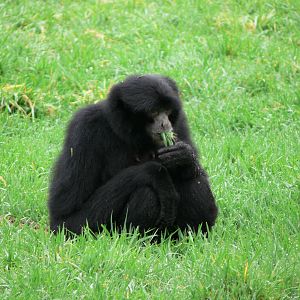 Siamang at South Lakes WAP 24/11/12