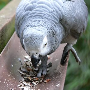African Grey Parrot at South Lakes WAP 24/11/12