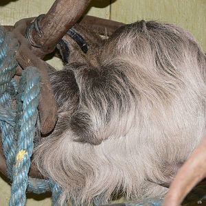 Linnaeus Two-Toed Sloth at South Lakes WAP 24/11/12