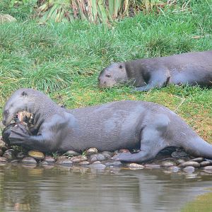 Giant Otters at South Lakes WAP 24/11/12