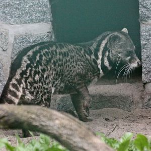 Malay Civet (Viverra tangalunga tangalunga)