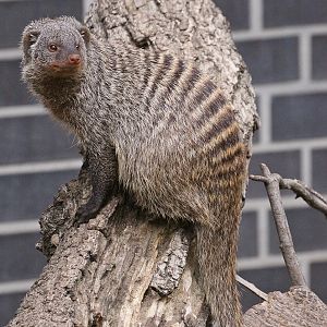 Banded Mongoose (Mungos mungo)
