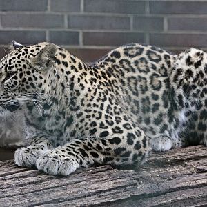 Persian Leopard (Panthera pardus saxicolor)