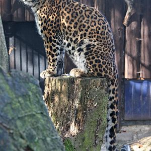 North Chinese Leopard (Panthera pardus japonensis)