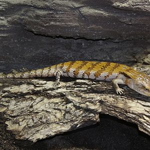 New Guinea blue-tongued Skink (Tiliqua gigas)