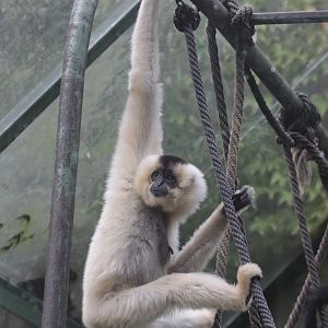 Golden-cheeked Gibbon (Hylobates gabriellae) female
