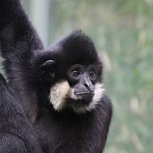 Golden-cheeked Gibbon (Hylobates gabriellae) - male