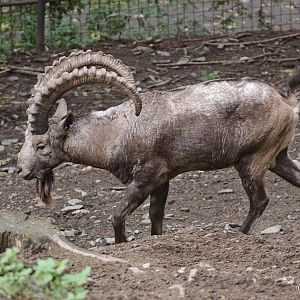 Siberian Ibex (Capra sibirica)