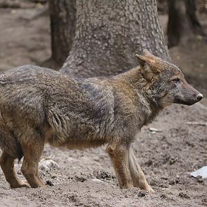 Iberian Wolf (Canis lupus signatus)