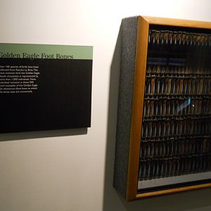 500 golden eagle bones