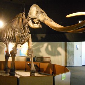 Columbian mammoth