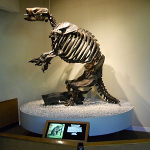Harlan's ground sloth