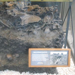 Asphalt chunk with bones