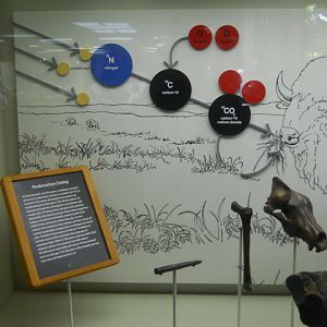 La Brea radiocarbon dating explained