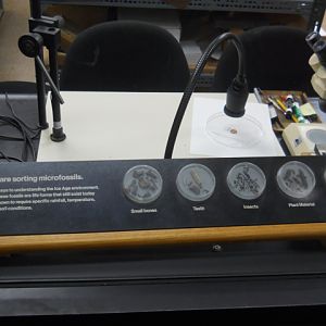 La Brea tar pit microfossils