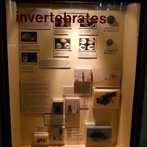 La Brea tar pit invertebrates