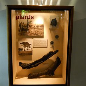 La Brea tar pit plants