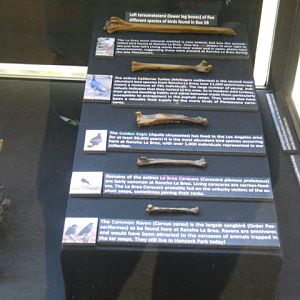 La Brea tar pit bird bones