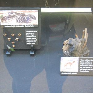La Brea tar pit Southern Pacific rattlesnake and coyote bones