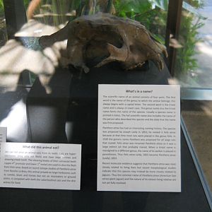 Panthera atrox controversy