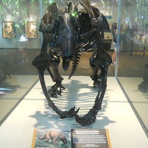 Shasta giant ground sloth