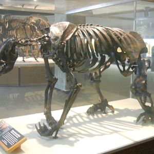 Shasta giant ground sloth