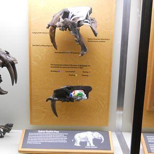 Sabertooth skull anatomy