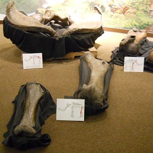 Zed the Columbian mammoth