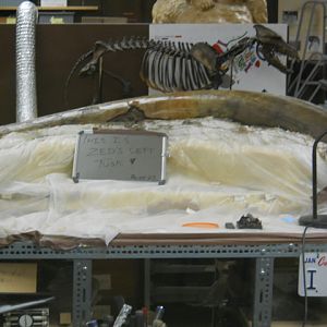 Zed the Columbian mammoth left tusk