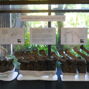 Zed the Columbian mammoth vertebrae