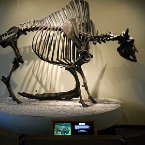 Antique bison