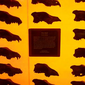 Dire wolf skull wall