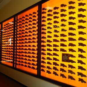 Wall of 400 dire wolf skulls