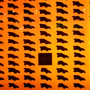 Wall of dire wolf skulls