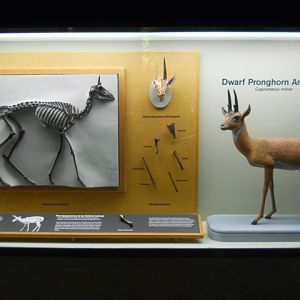 Dwarf pronghorn