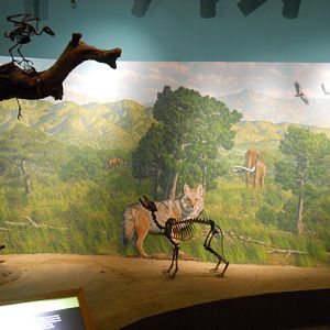 Golden eagle, Juniper tree, Coyote