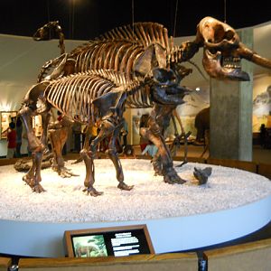 American Mastodons