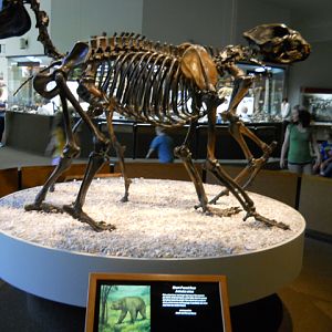 Short-faced bear