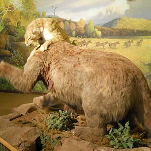 Animatronic smilodon and ground sloth