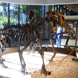 Smilodon fatalis
