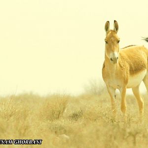 persian onager