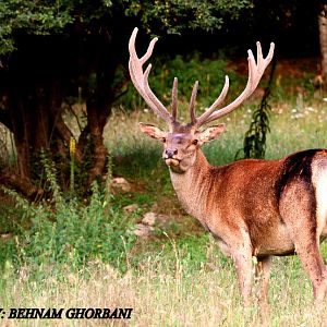 caspian red deer